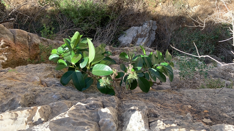 פיקוס השדרות  צולם על ידי שקד בחבוט 