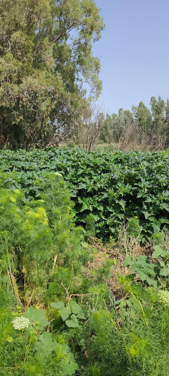 Common Thorn Apple, Jimpson Weed  photographed by עידו שקד 