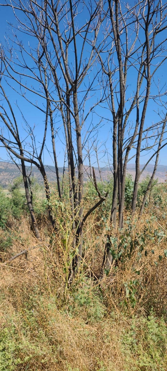 Chinaberry Tree, Pride of India  photographed by עידו שקד 