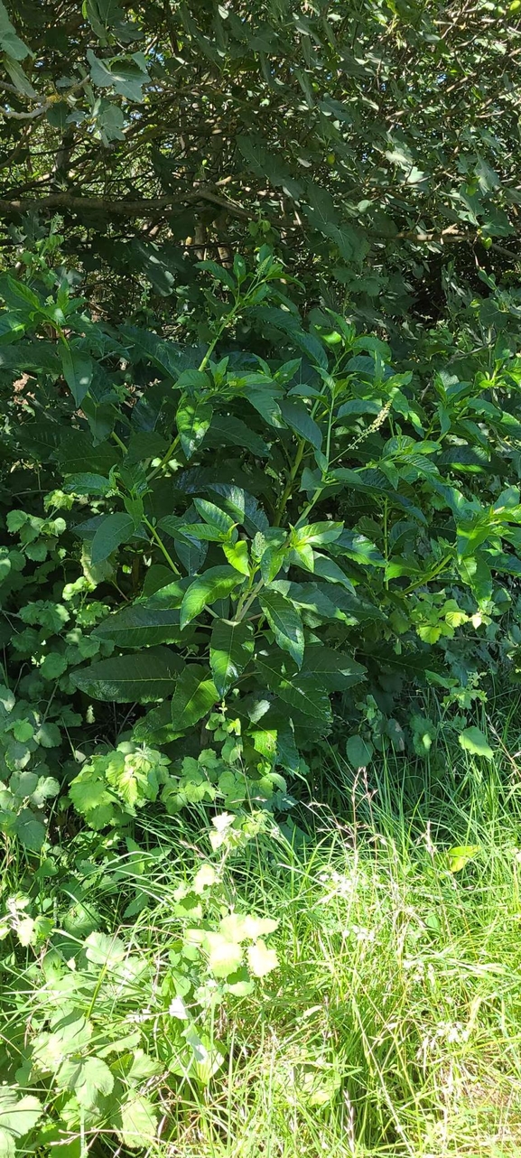 American Pokeweed, Inkberry  photographed by עידו שקד 