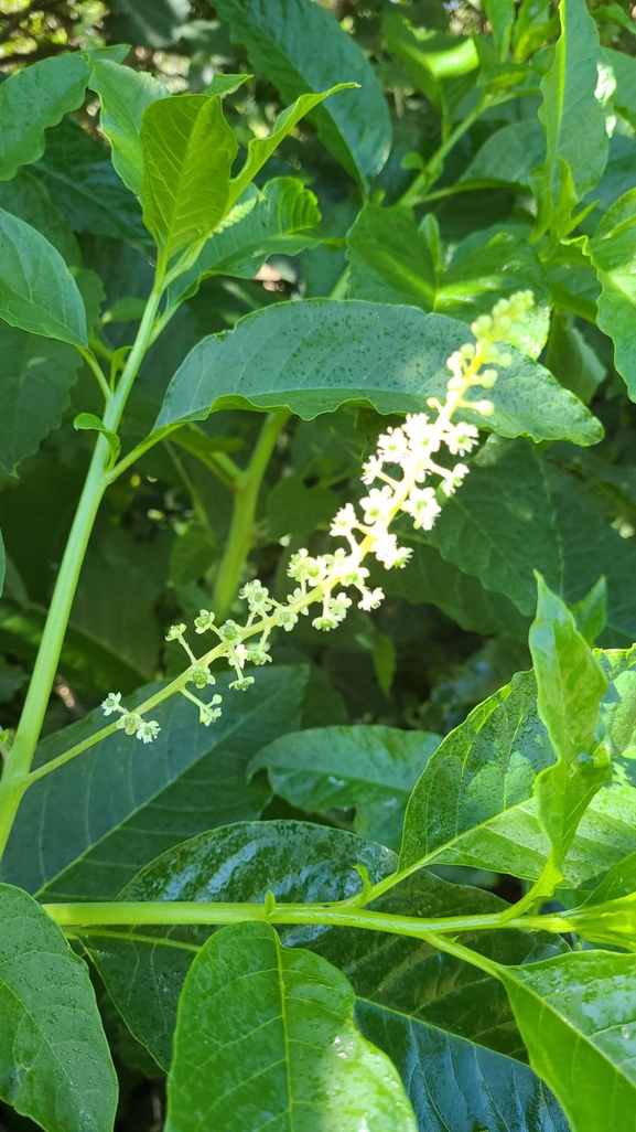 American Pokeweed, Inkberry  photographed by עידו שקד 