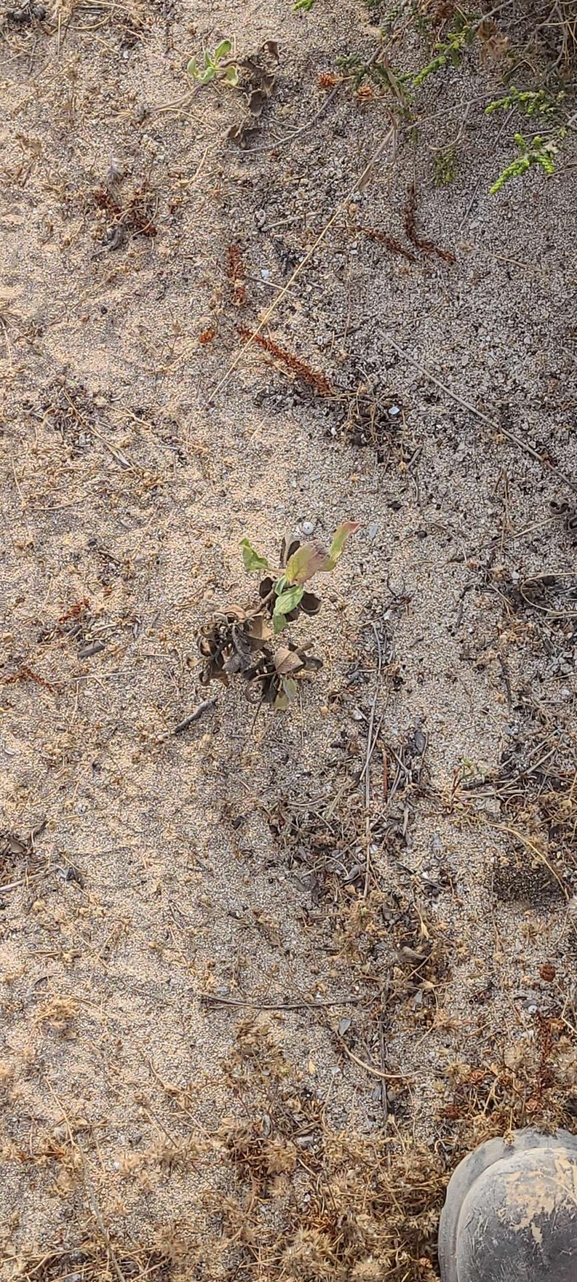 Camphor Weed  photographed by iftahs@npa.org.il 