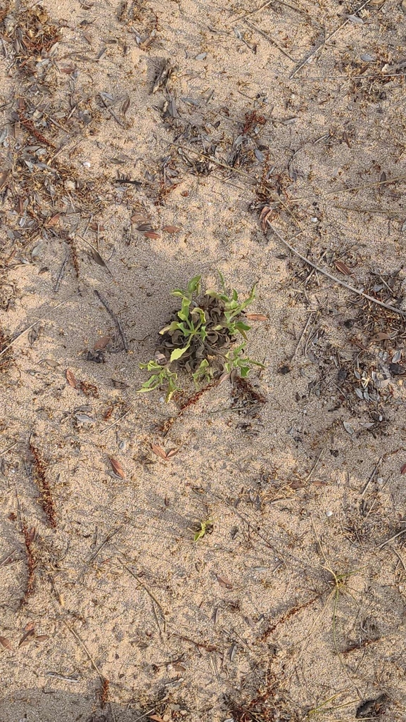 Camphor Weed  photographed by iftahs@npa.org.il 