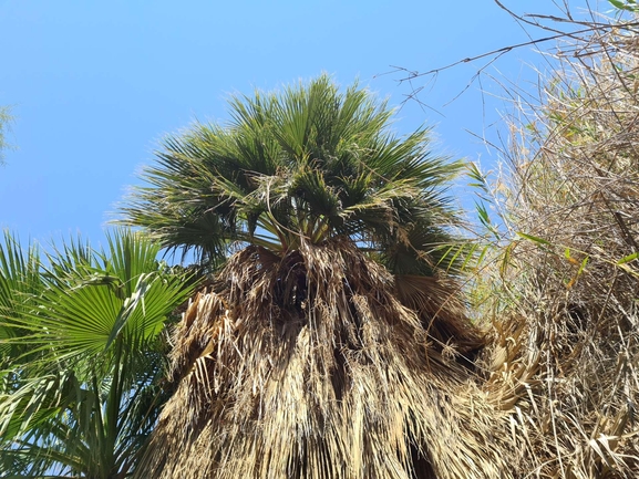 Mexican Fan Palm, Mexican Washingtonia Palm  photographed by ליאור לב 