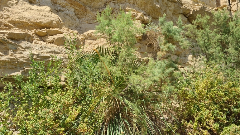 Mexican Fan Palm, Mexican Washingtonia Palm  photographed by ליאור לב 