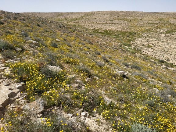 אזדרכת מצויה  צולם על ידי גל וין 