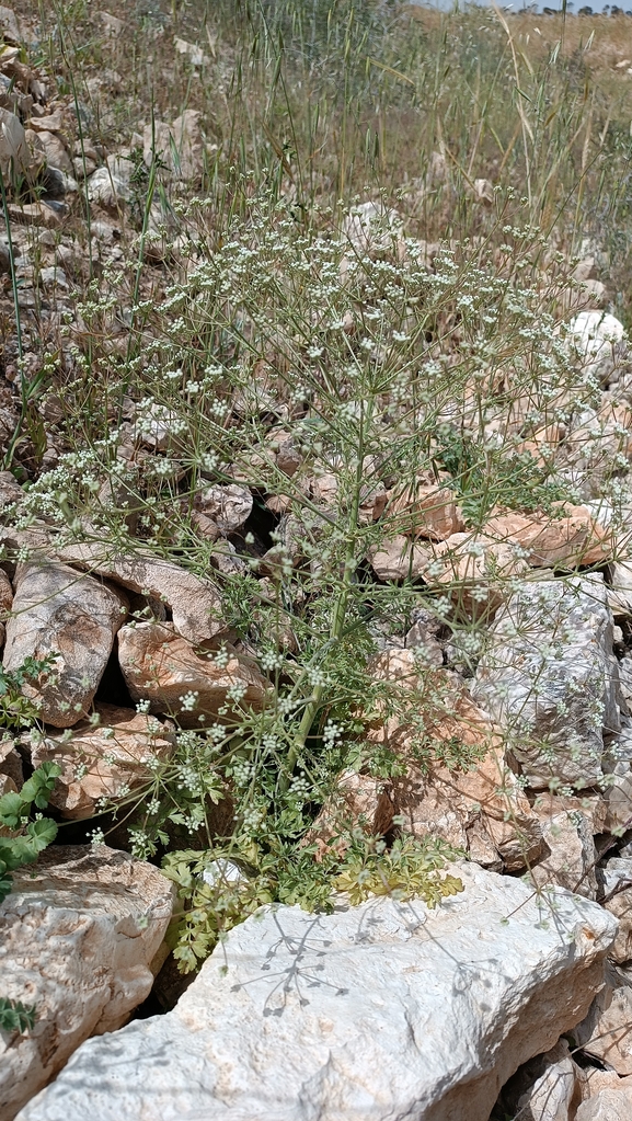 אזדרכת מצויה  צולם על ידי מימי רון 