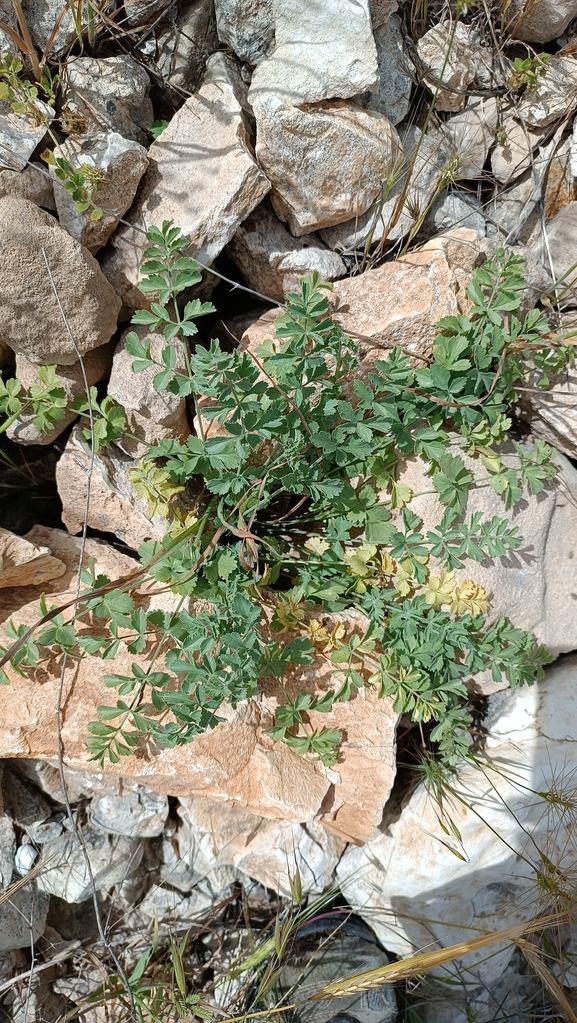 אזדרכת מצויה  צולם על ידי מימי רון 