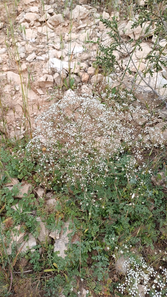 אזדרכת מצויה  צולם על ידי מימי רון 