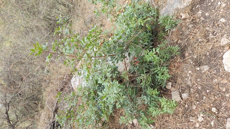 אזדרכת מצויה  צולם על ידי נעם שגב 