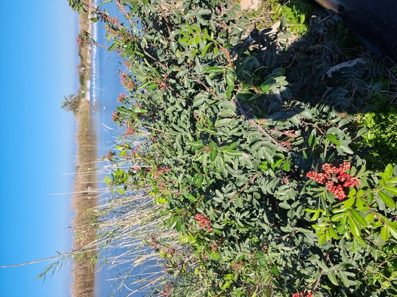 אזדרכת מצויה  צולם על ידי אורי פרגמן-ספיר 