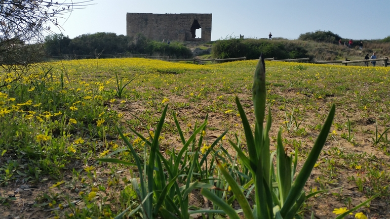 אירוס הארגמן  