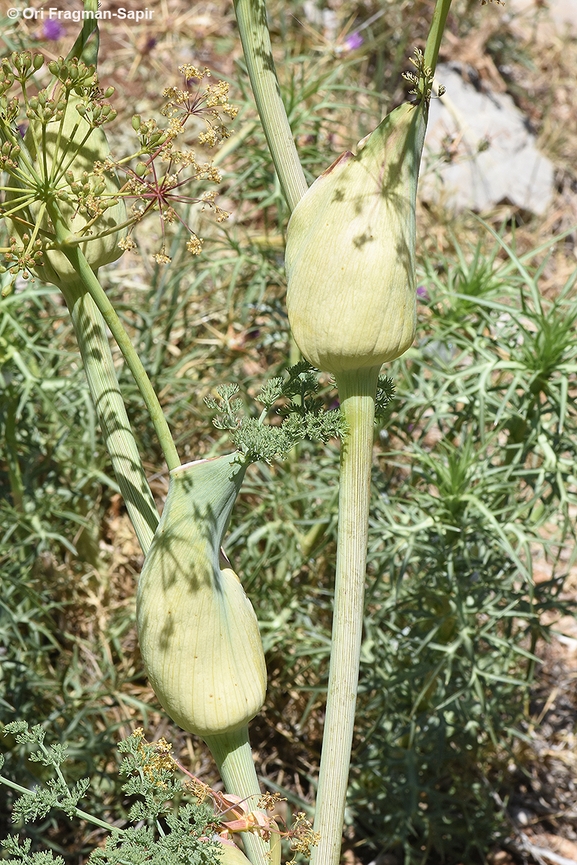 כלך חרמוני  צולם על ידי אורי פרגמן-ספיר 