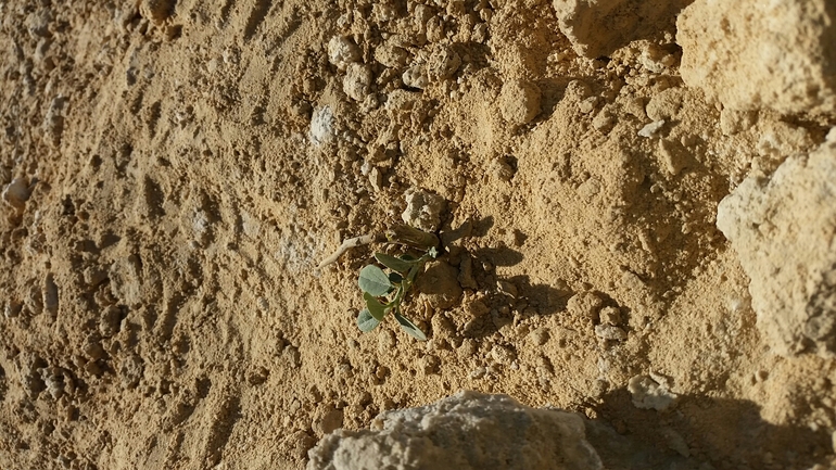 אירוס הגלבוע  צולם על ידי אודי קולומבוס 