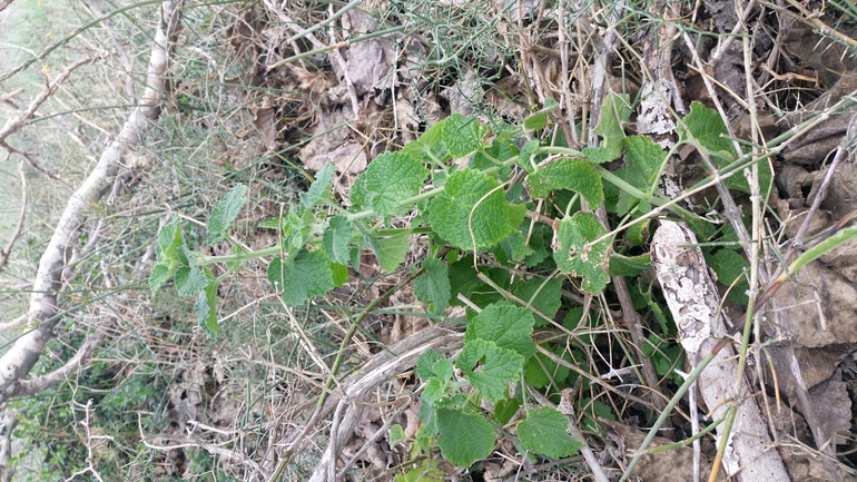 גלונית פלשתית  צולם על ידי עומרי בוכניק 