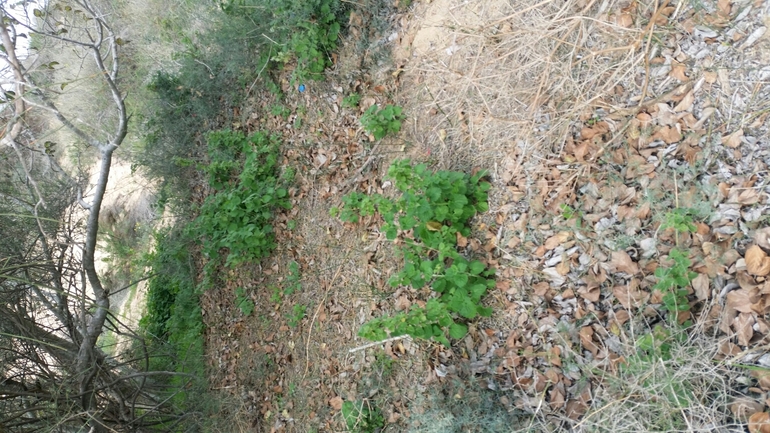 גלונית פלשתית  צולם על ידי עומרי בוכניק 