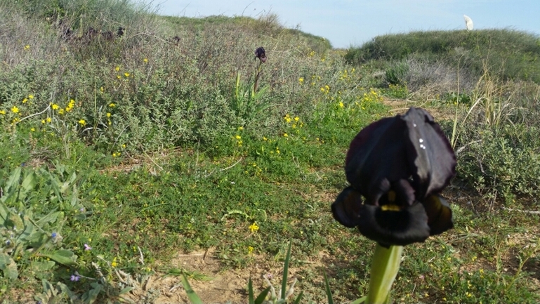 אירוס הגלבוע  צולם על ידי עמי לזר 