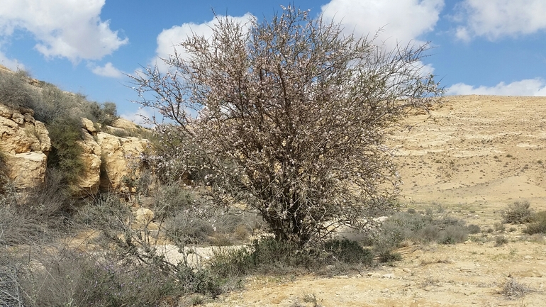 שקד רמון  צולם על ידי גל ביסמוט 