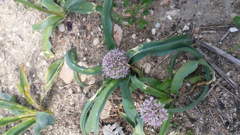 שום תל-אביבי  צולם על ידי עומרי בוכניק 