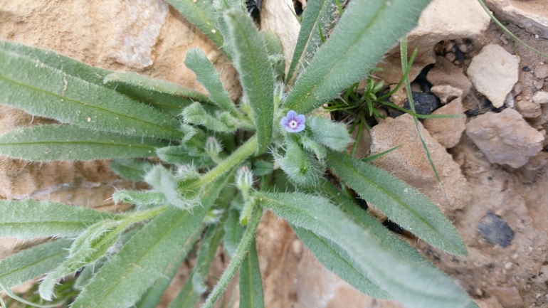 אירוס הגלבוע  צולם על ידי אסף מזרחי 