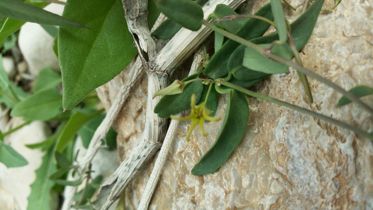 מחומש לולייני  צולם על ידי אסף מזרחי 