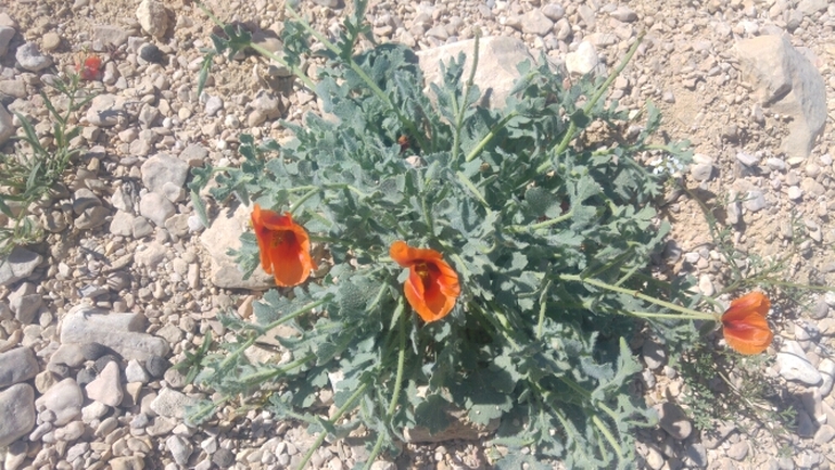 פרגה ערבית  צולם על ידי יבגני קמינסקי 