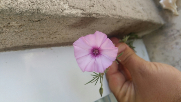 זצניה מזרחית  צולם על ידי עומרי בוכניק 