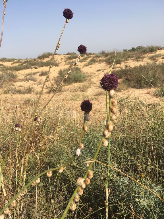 אירוס הגלבוע  צולם על ידי סיון מרדוק 