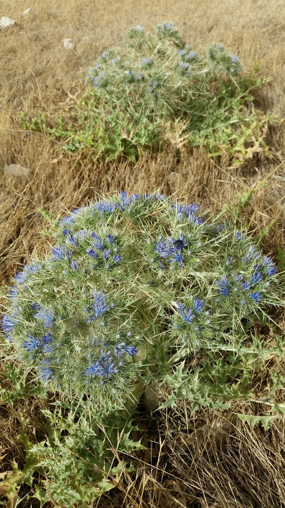 נעצוצית סבוכה  צולם על ידי מרגרטה וולצ'אק 