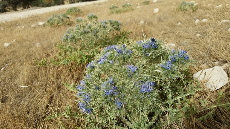 נעצוצית סבוכה  צולם על ידי מרגרטה וולצ'אק 