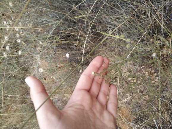 בוצין בירותי  צולם על ידי מרב לבל 