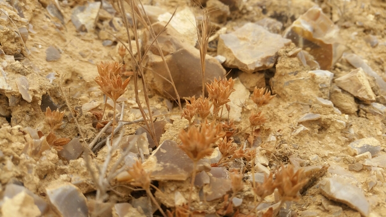 אנדרוסק חד-שנתי  צולם על ידי ידידיה שמואל 