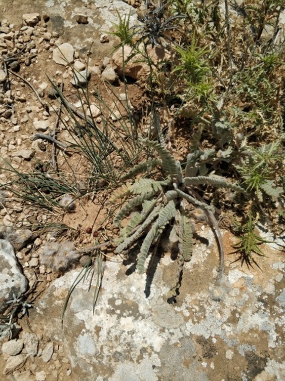 קדד נאה  צולם על ידי מרב לבל 