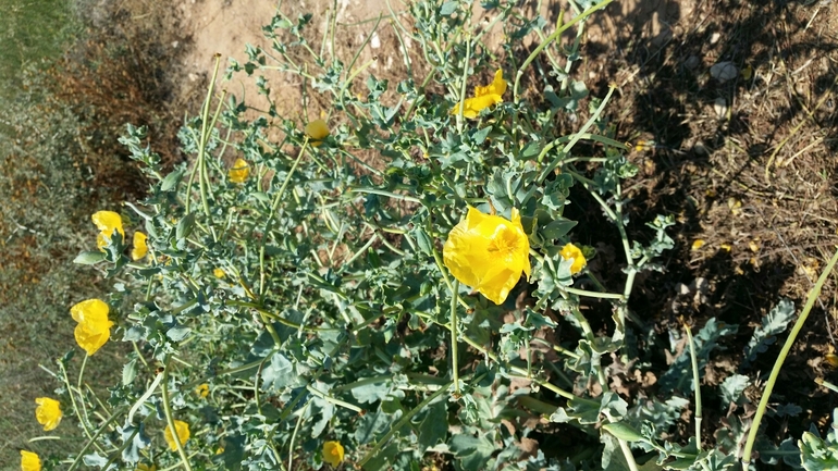 פרגה צהובה  צולם על ידי עומרי בוכניק 