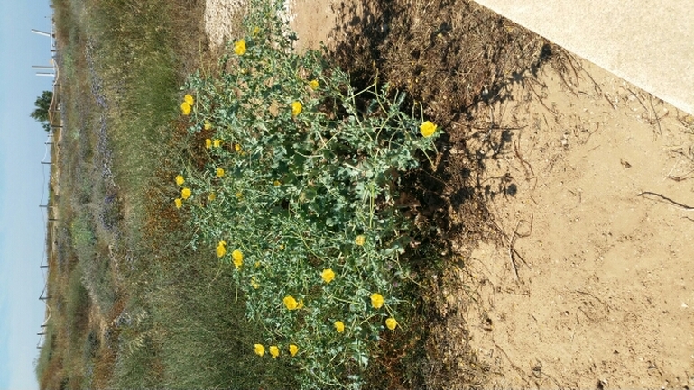 פרגה צהובה  צולם על ידי עומרי בוכניק 