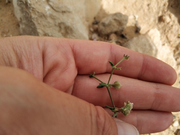 פגוניית סיני  צולם על ידי מרב לבל 