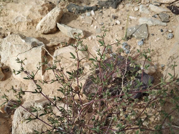 פגוניית סיני  צולם על ידי מרב לבל 