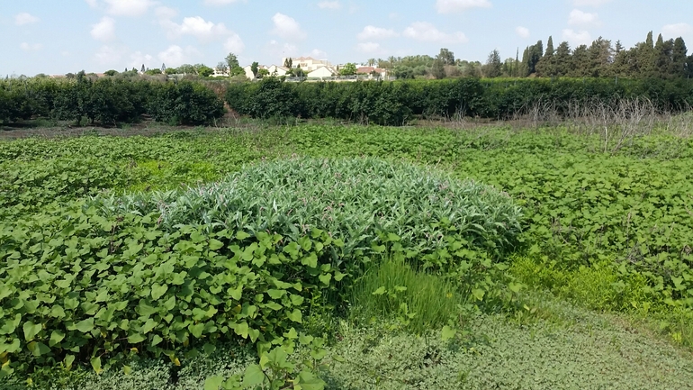 בת-ארכובית צמירה  צולם על ידי אוהד מאס 