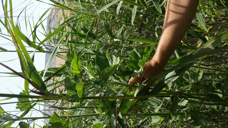 נטופית רפואית  צולם על ידי יפעת ארצי 