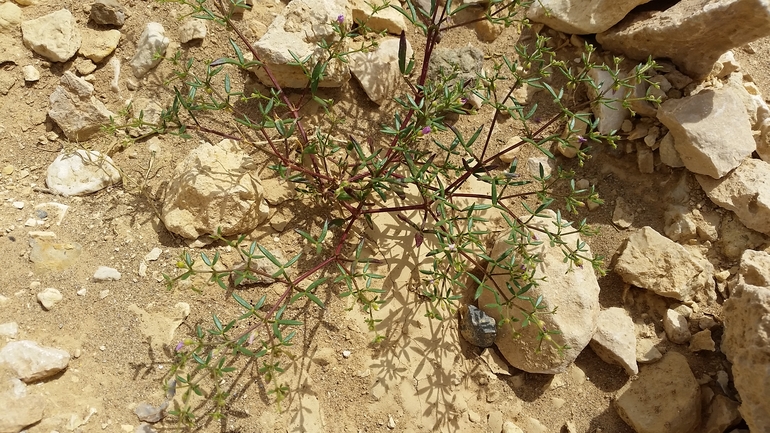 פגוניית סיני  צולם על ידי מרגרטה וולצ'אק 