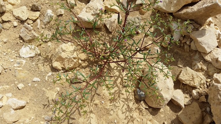 פגוניית סיני  צולם על ידי מרגרטה וולצ'אק 