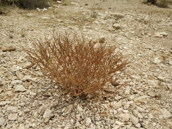 פרגה ערבית  צולם על ידי מרב לבל 