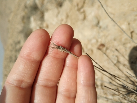 ציפורן סיני  צולם על ידי מרב לבל 