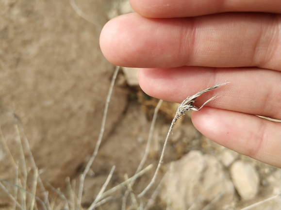 ציפורן סיני  צולם על ידי מרב לבל 