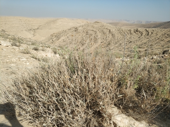 בן-חרצית גזור  צולם על ידי מרב לבל 