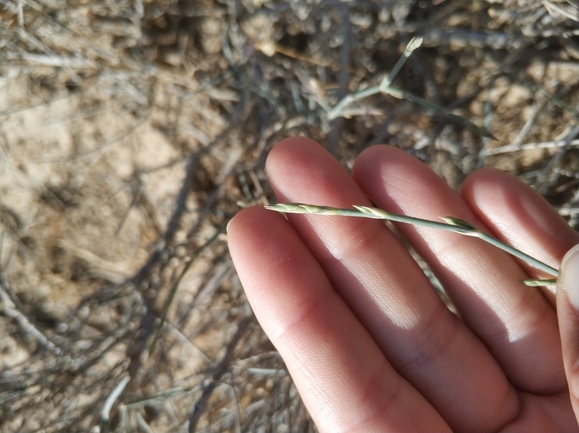 ציפורן סיני  צולם על ידי מרב לבל 