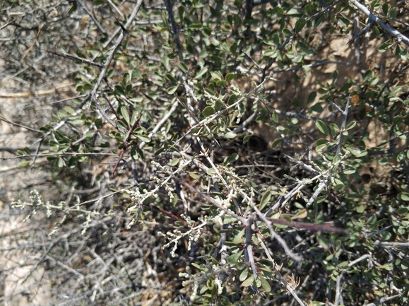 אירוס הארגמן  צולם על ידי מרב לבל 