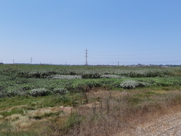 בת-ארכובית צמירה  צולם על ידי אוהד מאס 