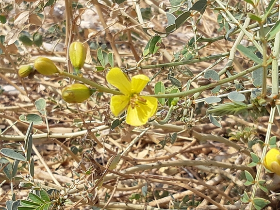 אירוס הגלבוע  צולם על ידי גיל עברון 