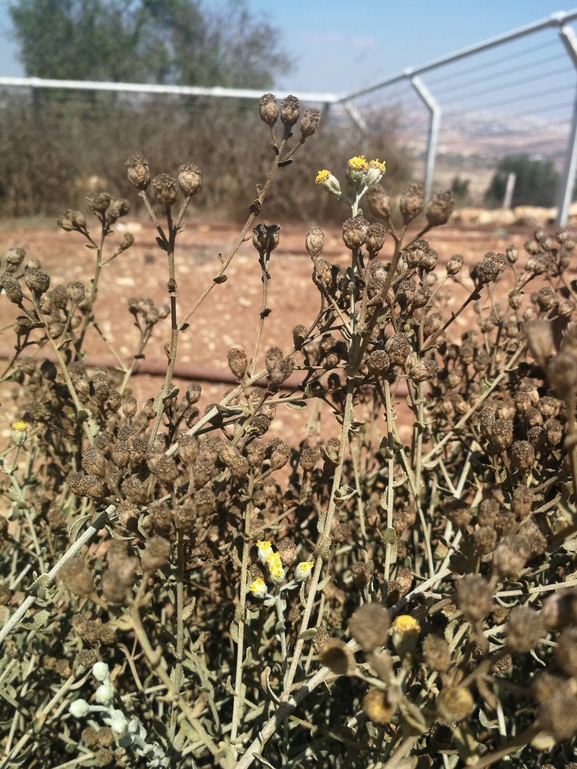 כלך דנין  צולם על ידי דרור עמית 